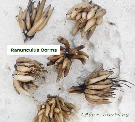 Picotee Caffè Ranunculus Corms | Persian Buttercup | Blue Buddha Farm