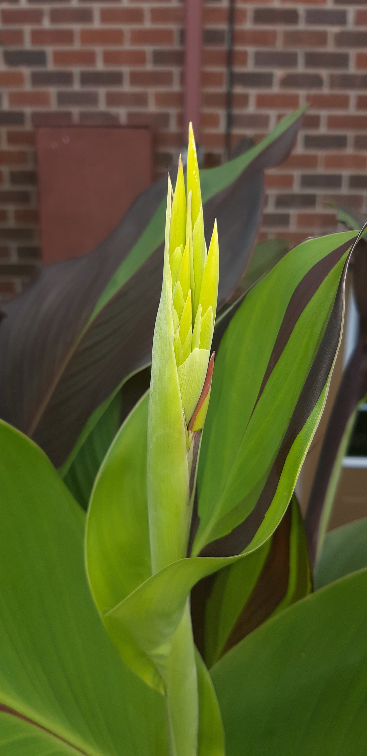 Canna Lily ‘Cleopatra’ – Exotic Orange & Yellow Blooms with Variegated Purple-Green Foliage *PREORDER Spring 2026
