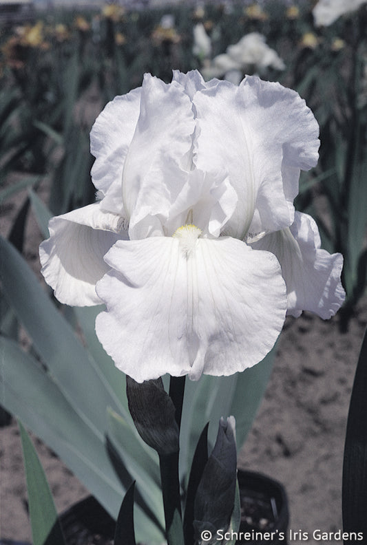 'Immortality' Bearded Iris **PREORDER Fall 2025**