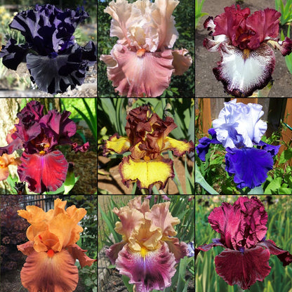 $4 Surprise Bearded Iris rhizome assortment with varied ruffled blooms in purple, pink, red, yellow, white, and orange hues