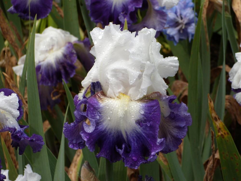 Iris Alsea Falls-Blue Buddha Farm