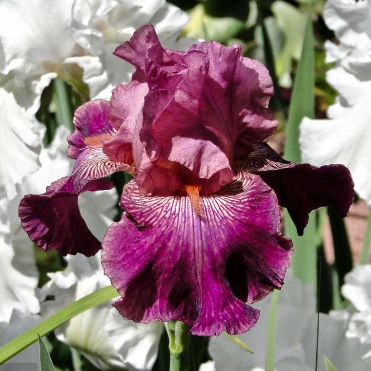 Iris Autumn rose-Blue Buddha Farm