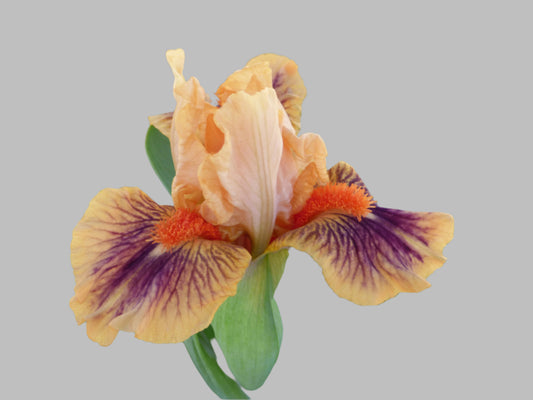 Bear’s Ears dwarf bearded iris with soft lavender and rose blooms, perfect for early spring gardens, available for preorder at Blue Buddha Farm.