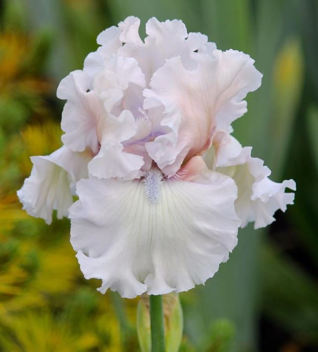 Iris Beauty Within-Blue Buddha Farm