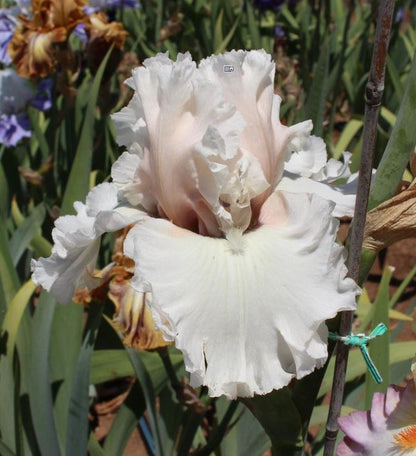 Iris Beauty Within-Blue Buddha Farm