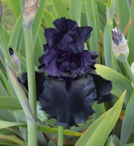 Iris Black is Black-Blue Buddha Farm