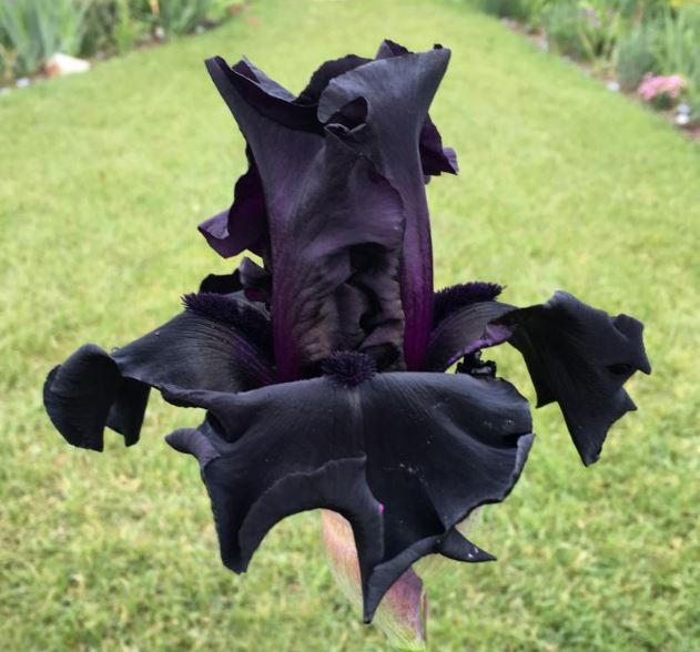 Iris Black is Black-Blue Buddha Farm