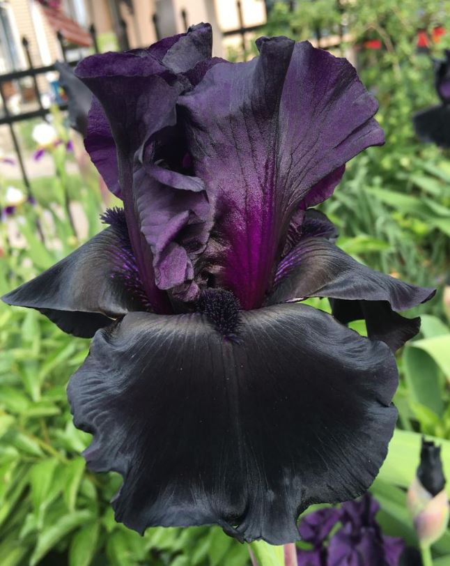 Iris Black is Black-Blue Buddha Farm