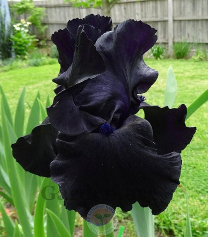 A whimsical black-suited iris with elegantly structured petals resembling a tailored suit, featuring glossy black hues and delicate gold accents. The flower stands out against a softly blurred background, evoking a sense of charm and sophistication.