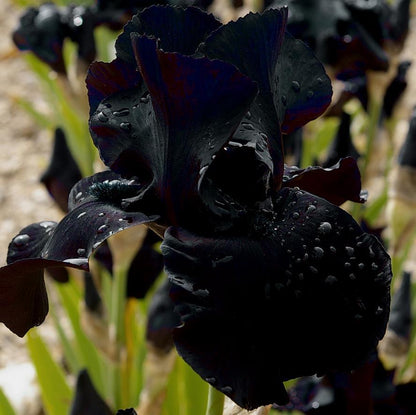 A captivating black-suited iris, its sleek, dark petals shaped like the lapels of a well-fitted suit, adorned with shimmering gold highlights. The flower’s refined appearance is complemented by a dreamy, muted backdrop that enhances its elegance.