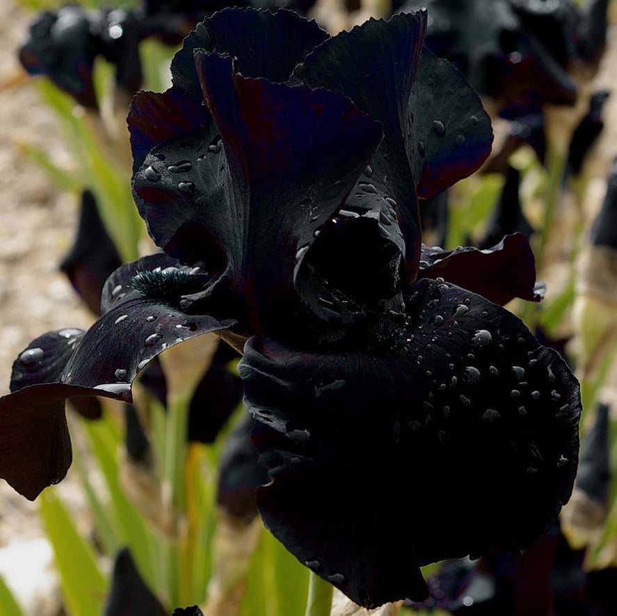 Iris Black Suited **PREORDER** - Blue Buddha Farm