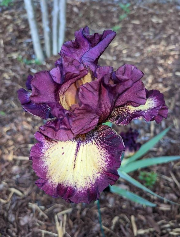 A beautifully crafted blood moon iris displays luxurious burgundy petals with elegant gold streaks, blending whimsy with sophistication. The flower's velvety surface and enchanting glow create a captivating scene that invites admiration and intrigue.