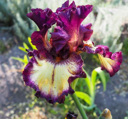 A whimsical blood moon iris flower features velvety burgundy petals adorned with delicate gold streaks, creating a magical effect. The flower's rich texture and intricate details are accentuated by a softly glowing background, evoking an enchanting atmosphere.