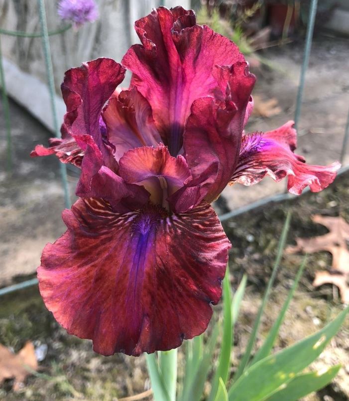 Bounce Bearded Iris - Blue Buddha Farm