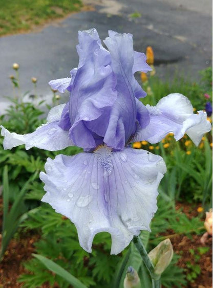 
A whimsical yet elegant depiction of the Catch Your Breath iris, featuring soft lavender petals with delicate white edges that gracefully curl and flow. The flower stands tall, showcasing its velvety texture, while a gentle light casts a warm glow, enhancing its ethereal beauty against a softly blurred garden background filled with hints of green and gold.