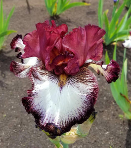 Iris Ghirardelli square-Blue Buddha Farm