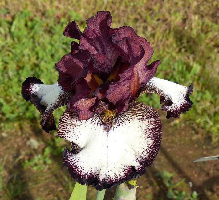 Iris Ghirardelli square-Blue Buddha Farm