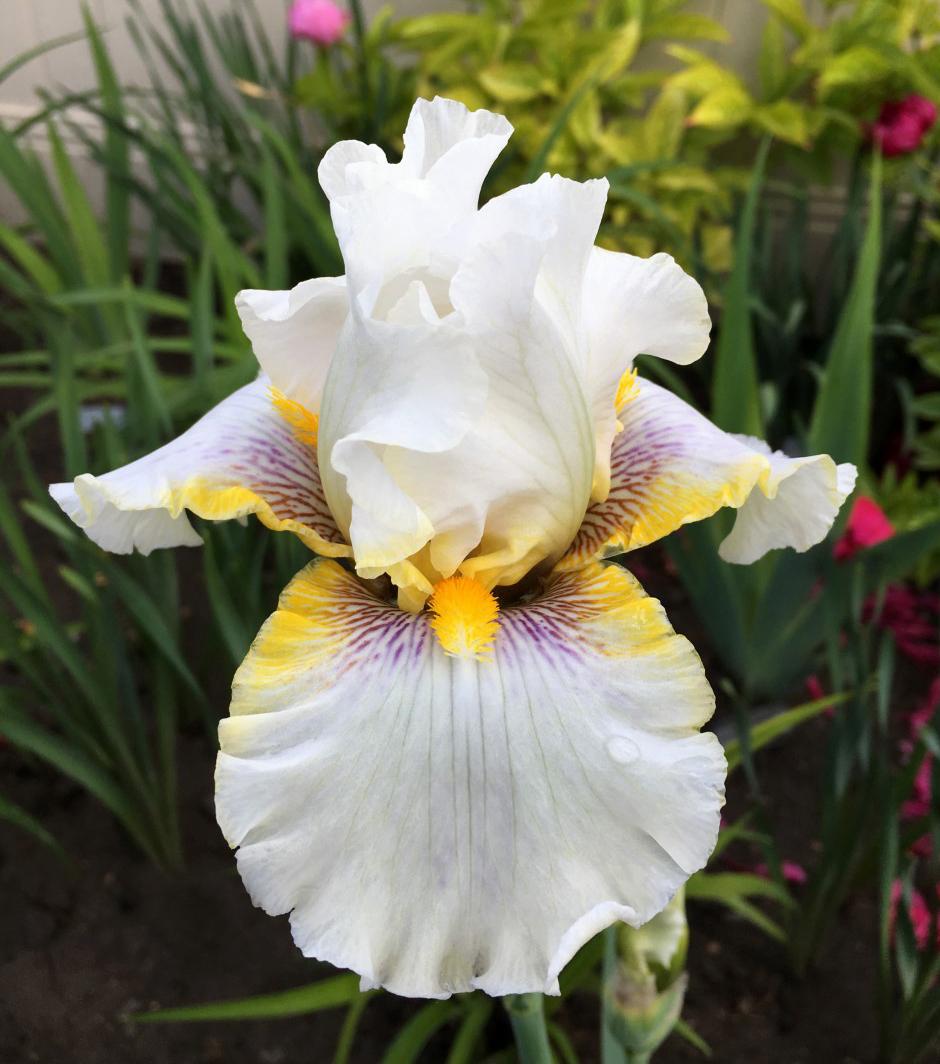 Goldkist Bearded Iris - Blue Buddha Farm
