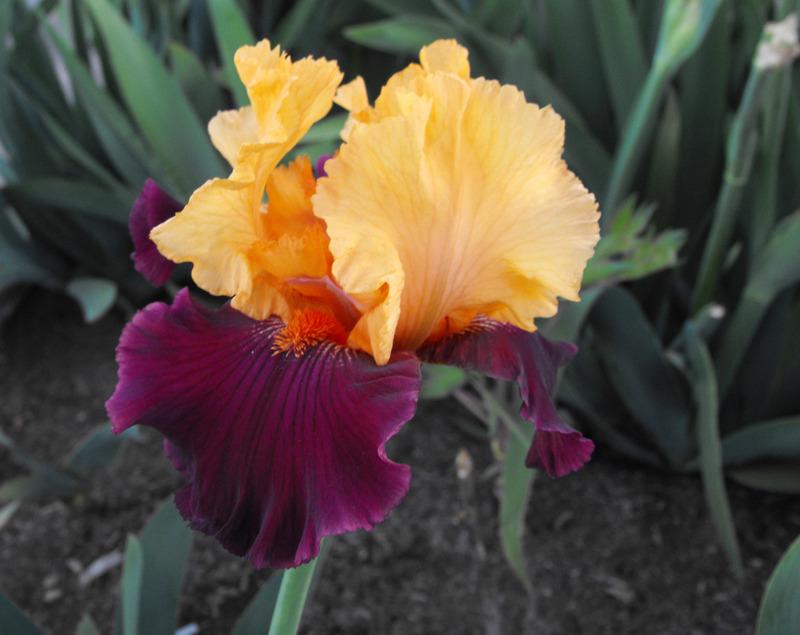 'Idol' Bearded Iris - Blue Buddha Farm