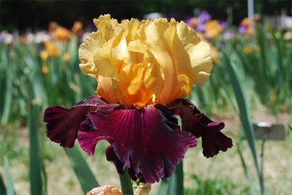 'Idol' Bearded Iris - Blue Buddha Farm