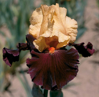 'Idol' Bearded Iris - Blue Buddha Farm