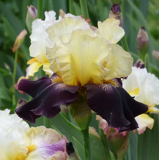 Juggernaut Bearded Iris - Blue Buddha Farm