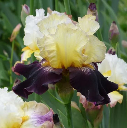 Juggernaut Bearded Iris - Blue Buddha Farm