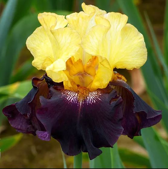 Juggernaut Bearded Iris - Blue Buddha Farm