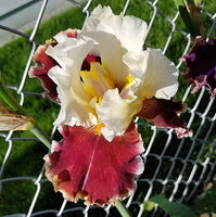 Iris Lightheaded-Blue Buddha Farm