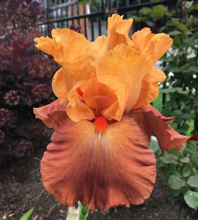 'Lovely Senorita' Bearded Iris - Blue Buddha Farm