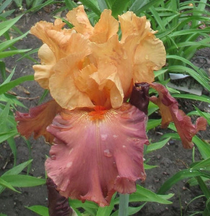 'Lovely Senorita' Bearded Iris - Blue Buddha Farm