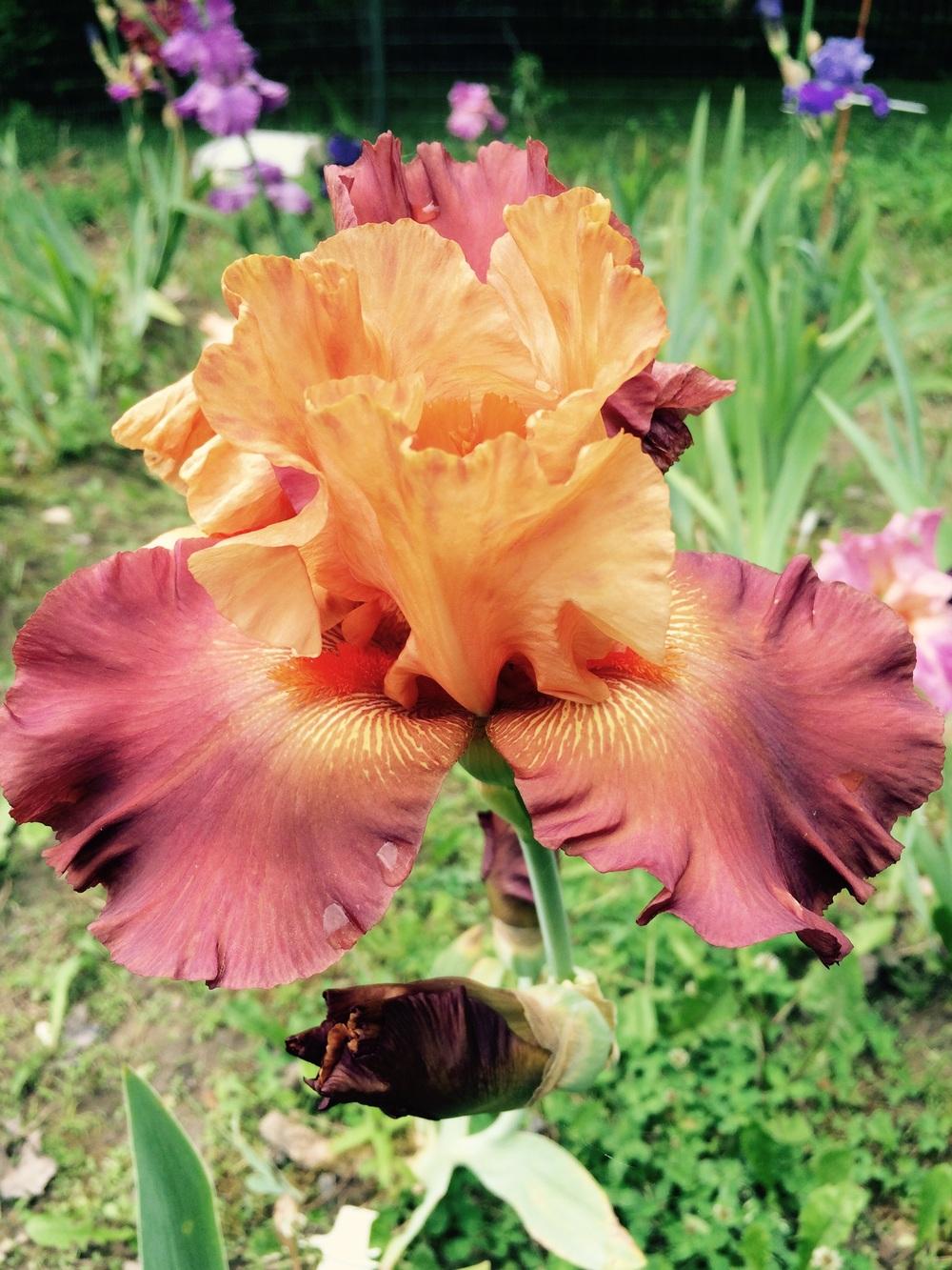 'Lovely Senorita' Bearded Iris - Blue Buddha Farm