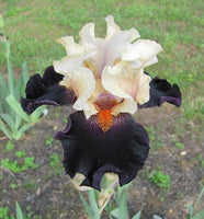 Iris Main Street-Blue Buddha Farm
