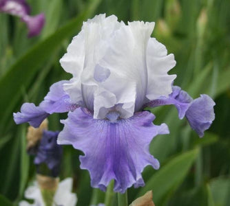 Iris Mariposa skies-Blue Buddha Farm