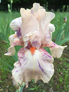 Iris Peach Jam-Blue Buddha Farm