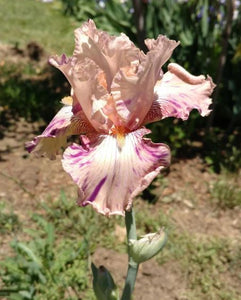 Iris Peach Jam-Blue Buddha Farm