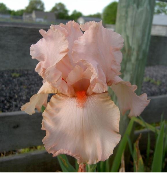 Iris Peggy Sue-Blue Buddha Farm