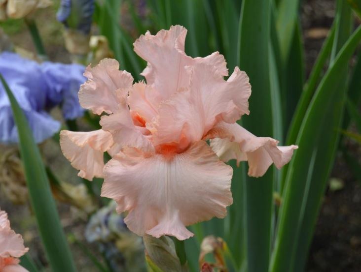 Iris Peggy Sue-Blue Buddha Farm