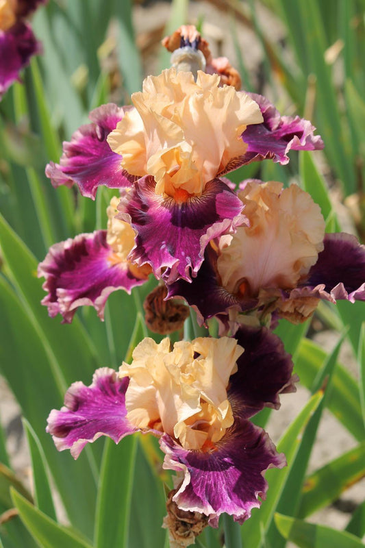 'Rasputin' Bearded Iris - Blue Buddha Farm