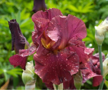 Iris Red masterpiece-Blue Buddha Farm