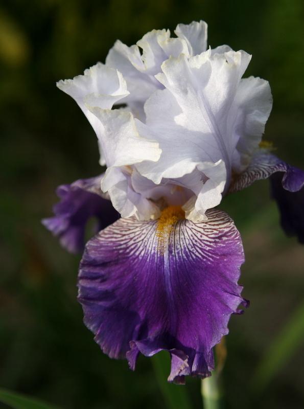 Iris Slovack Prince-Blue Buddha Farm