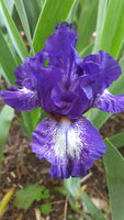 Iris Starwoman-Blue Buddha Farm