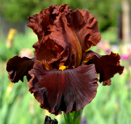 'Valentino' Bearded Iris - Blue Buddha Farm