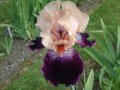 'Wench' Bearded Iris - Blue Buddha Farm