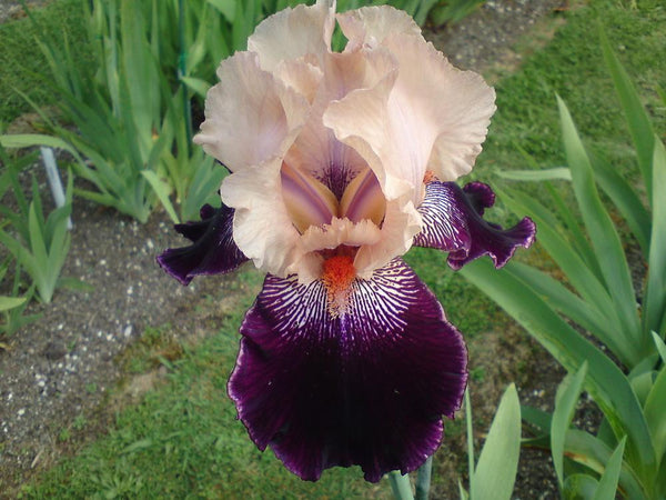 Wench Bearded Iris - Blue Buddha Farm