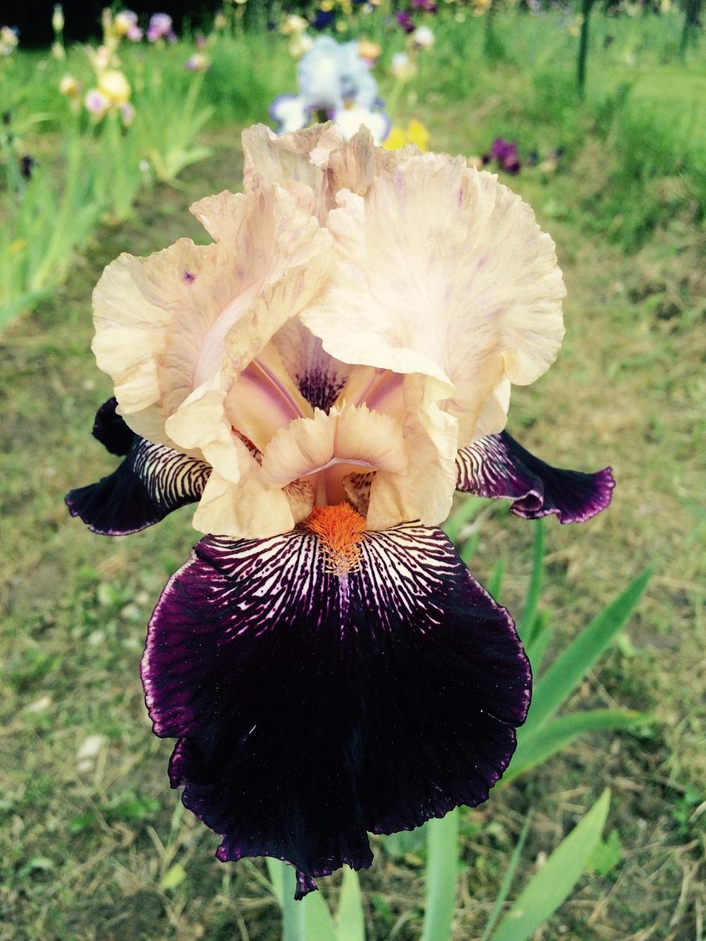 Iris Wench-Blue Buddha Farm