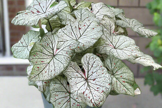 New caladium variety Juicy Gossip in a pot on a porch enjoying the sun.