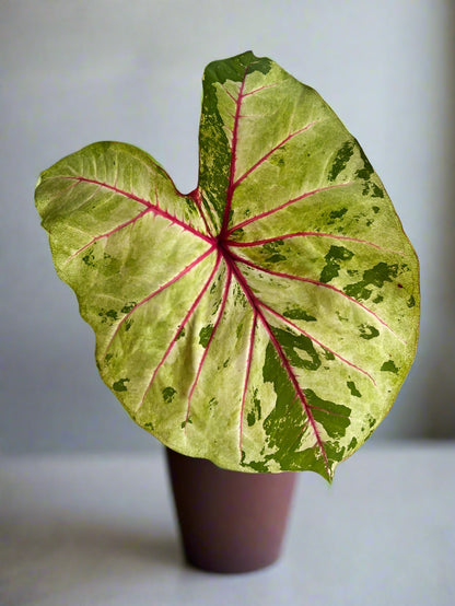 A potted ‘Autumn Beauty’ Caladium, its medium-sized leaves glowing in partial sunlight.