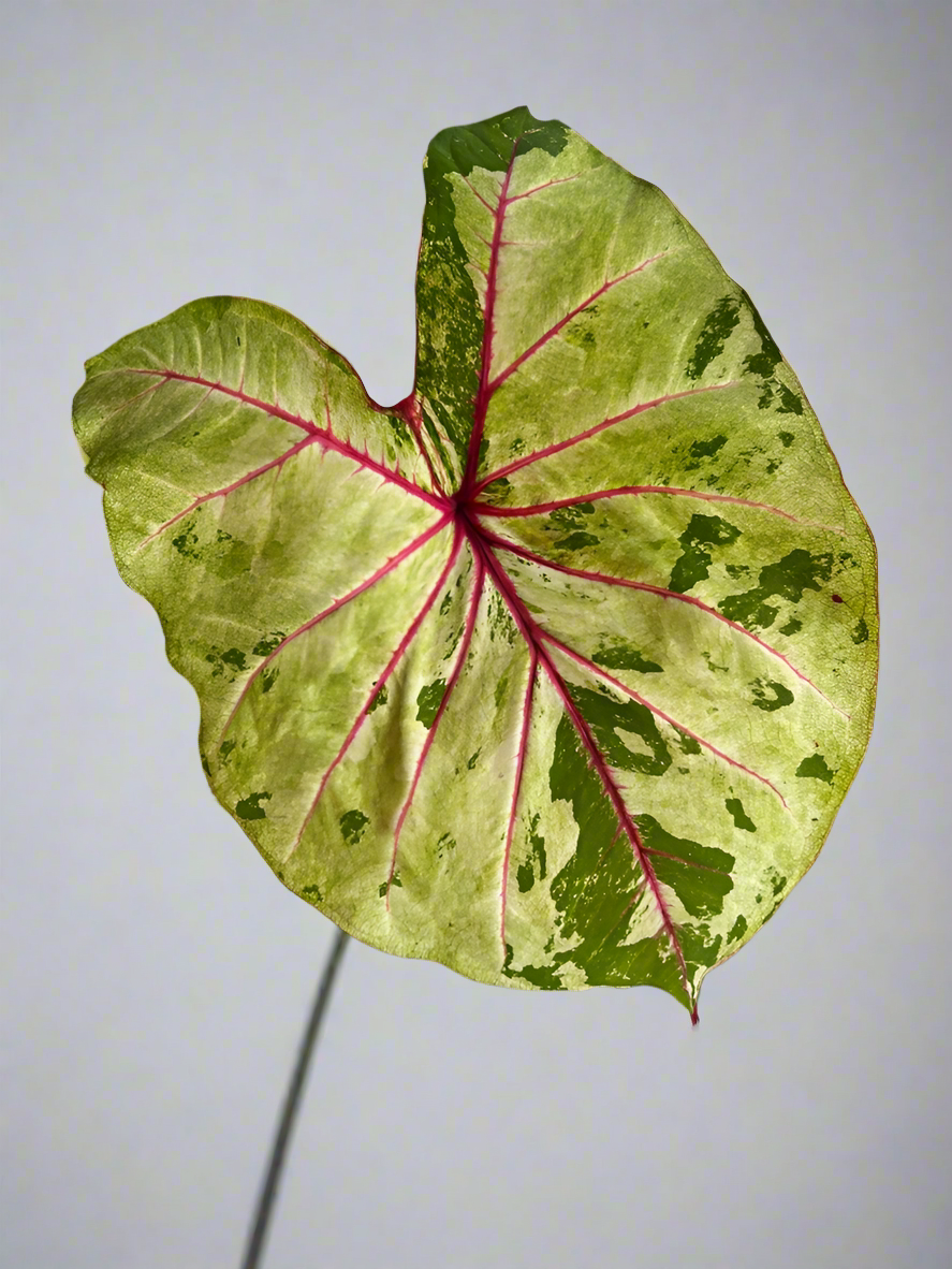 'Autumn Beauty' Caladium Size #1 (2 Bulbs)