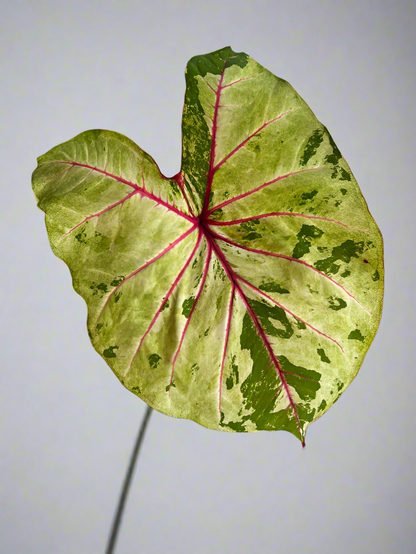 'Autumn Beauty' Caladium Size #1 (2 Bulbs)